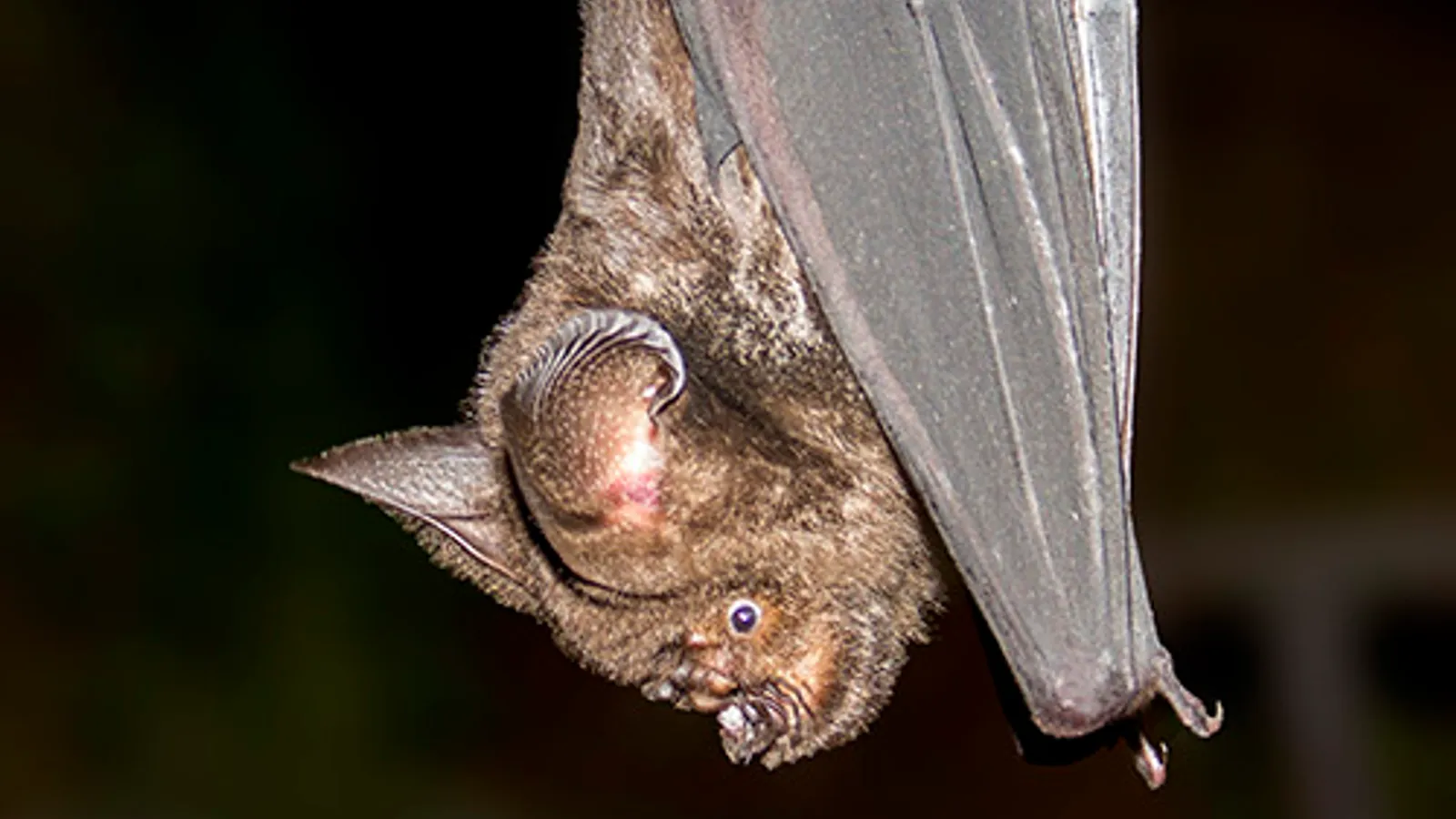Grande pipistrello dal naso a foglia (Hipposideros armiger)