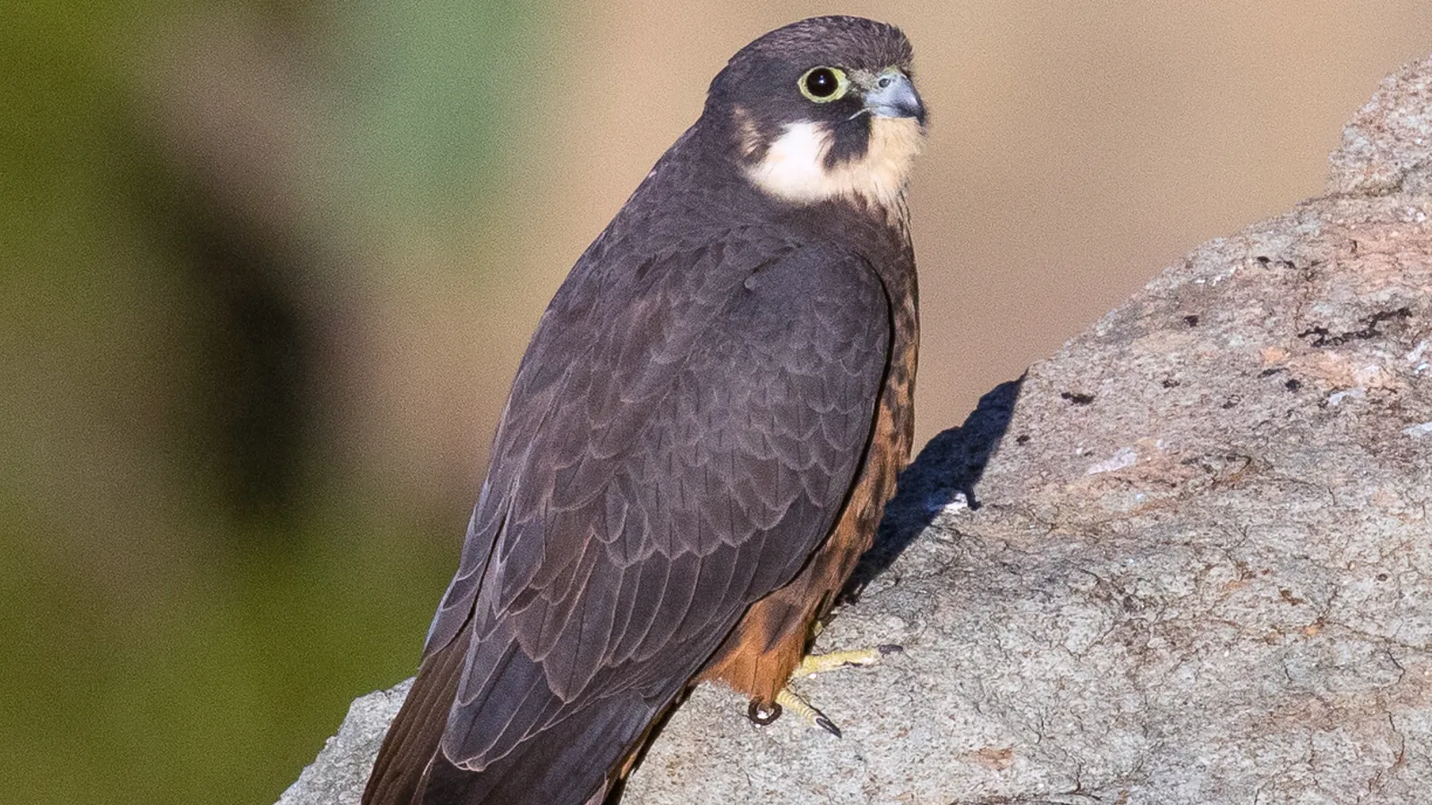 Falco della regina (Falco eleonorae)