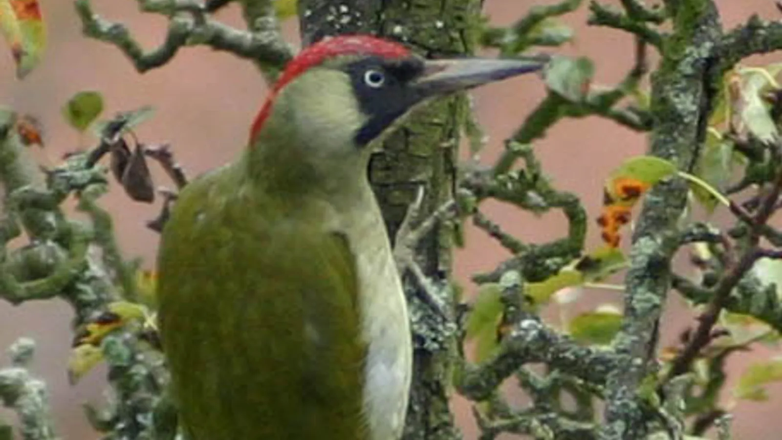 Picchio verde (Picus viridis)