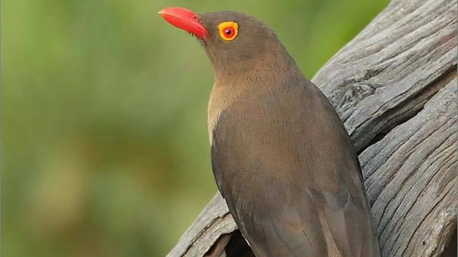 Bufaga beccorosso (Buphagus erythrorynchus)