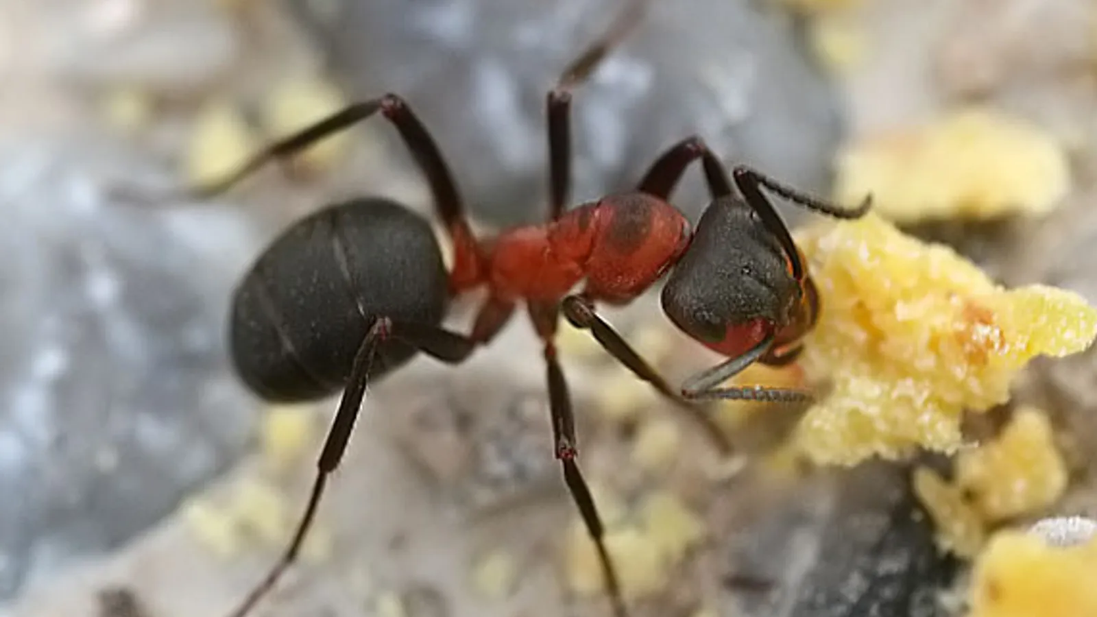 Formica rossa dei boschi (Formica rufa)