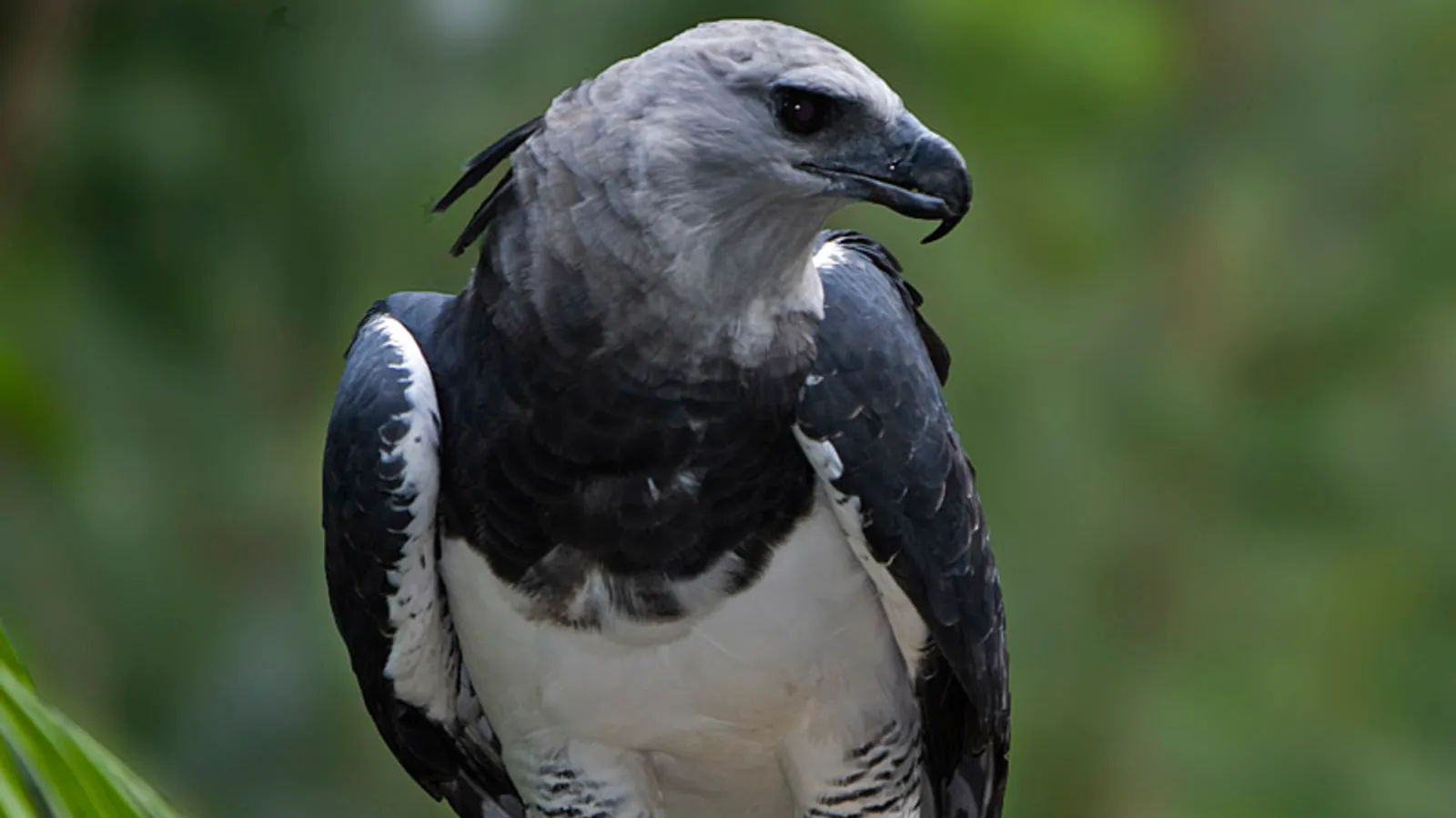 Arpia (Harpia harpyja)