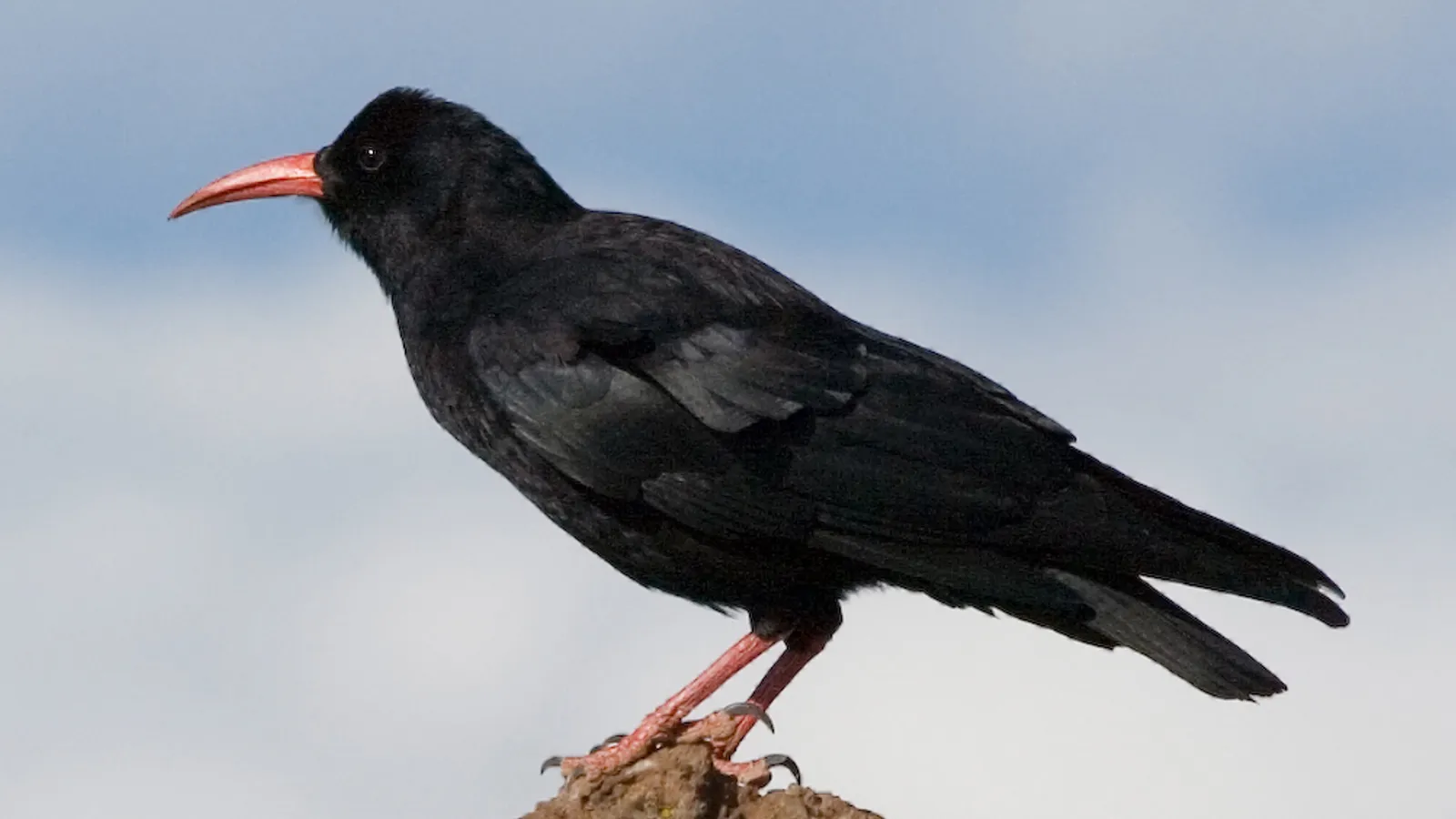 Red-billed chough (Pyrrhocorax pyrrhocorax)