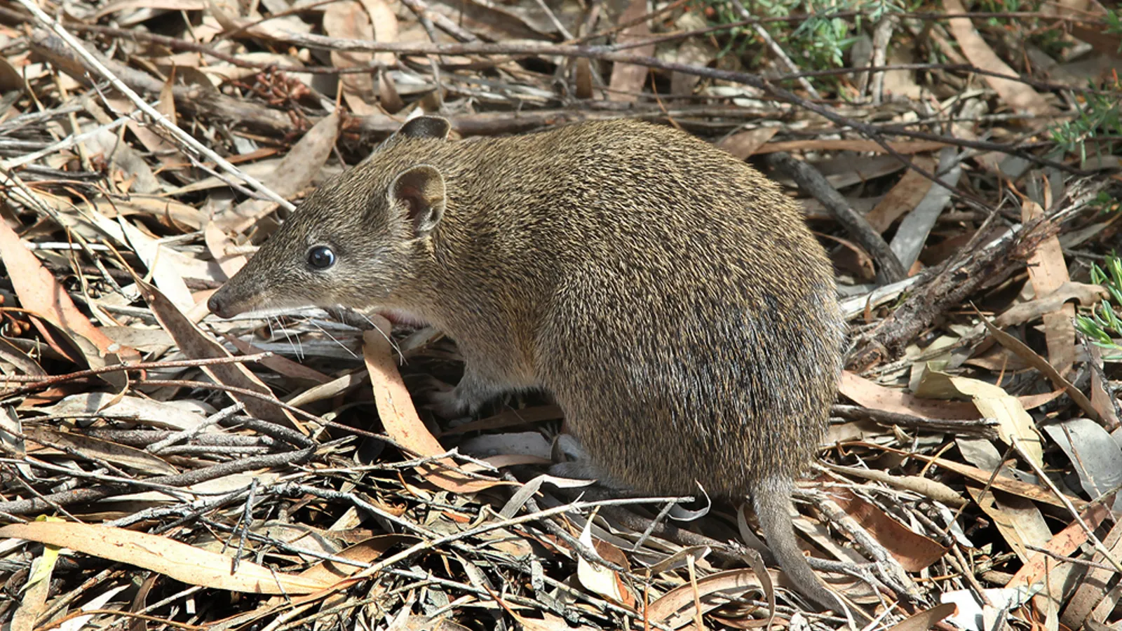 Bandicoot bruno meridionale (Isoodon obesulus)