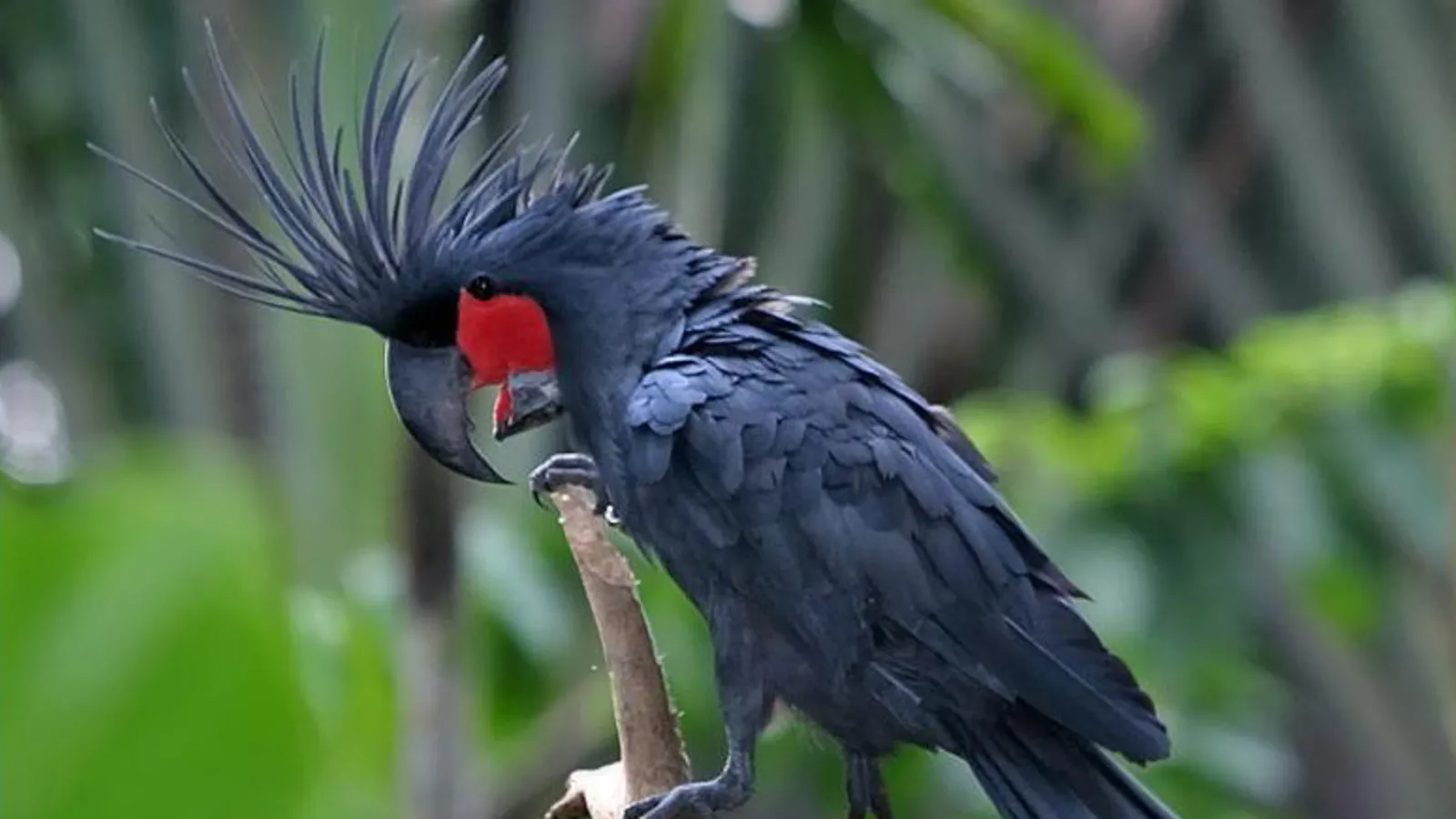Cacatua delle palme (Probosciger aterrimus)