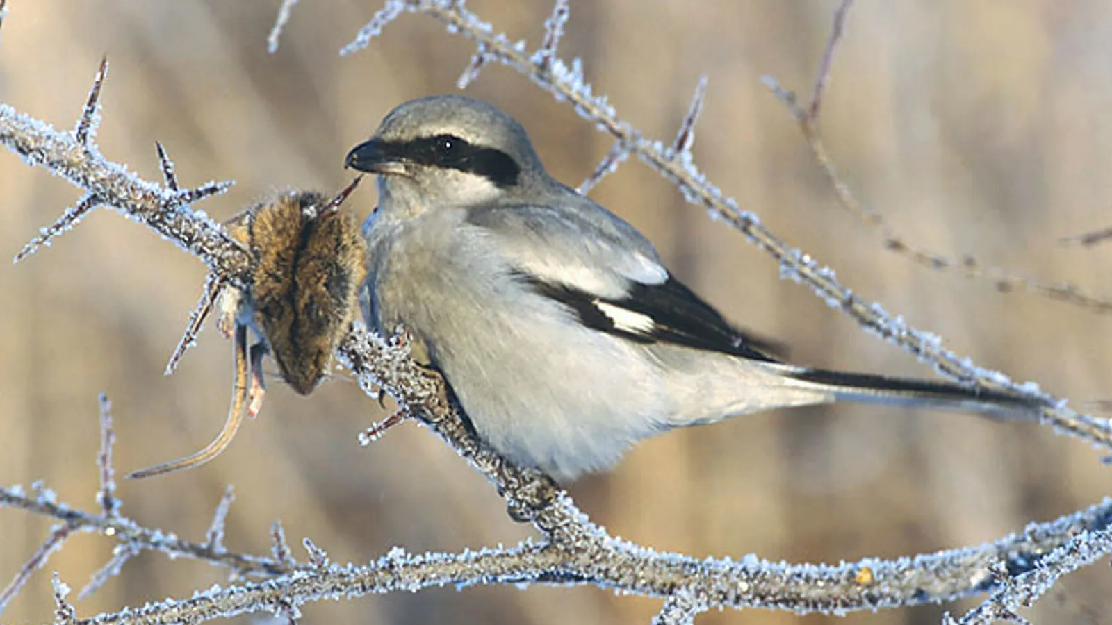 Averla maggiore (Lanius excubitor)