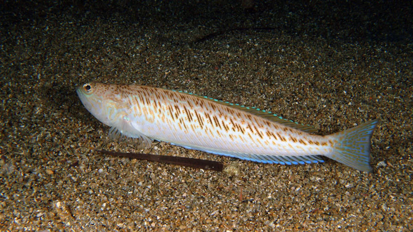 Tracina drago (Trachinus draco)