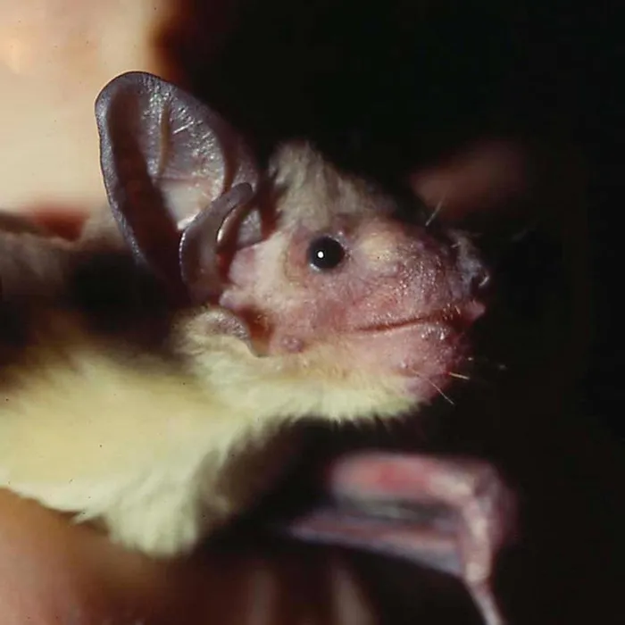 African yellow bat (Scotophilus dinganii)
