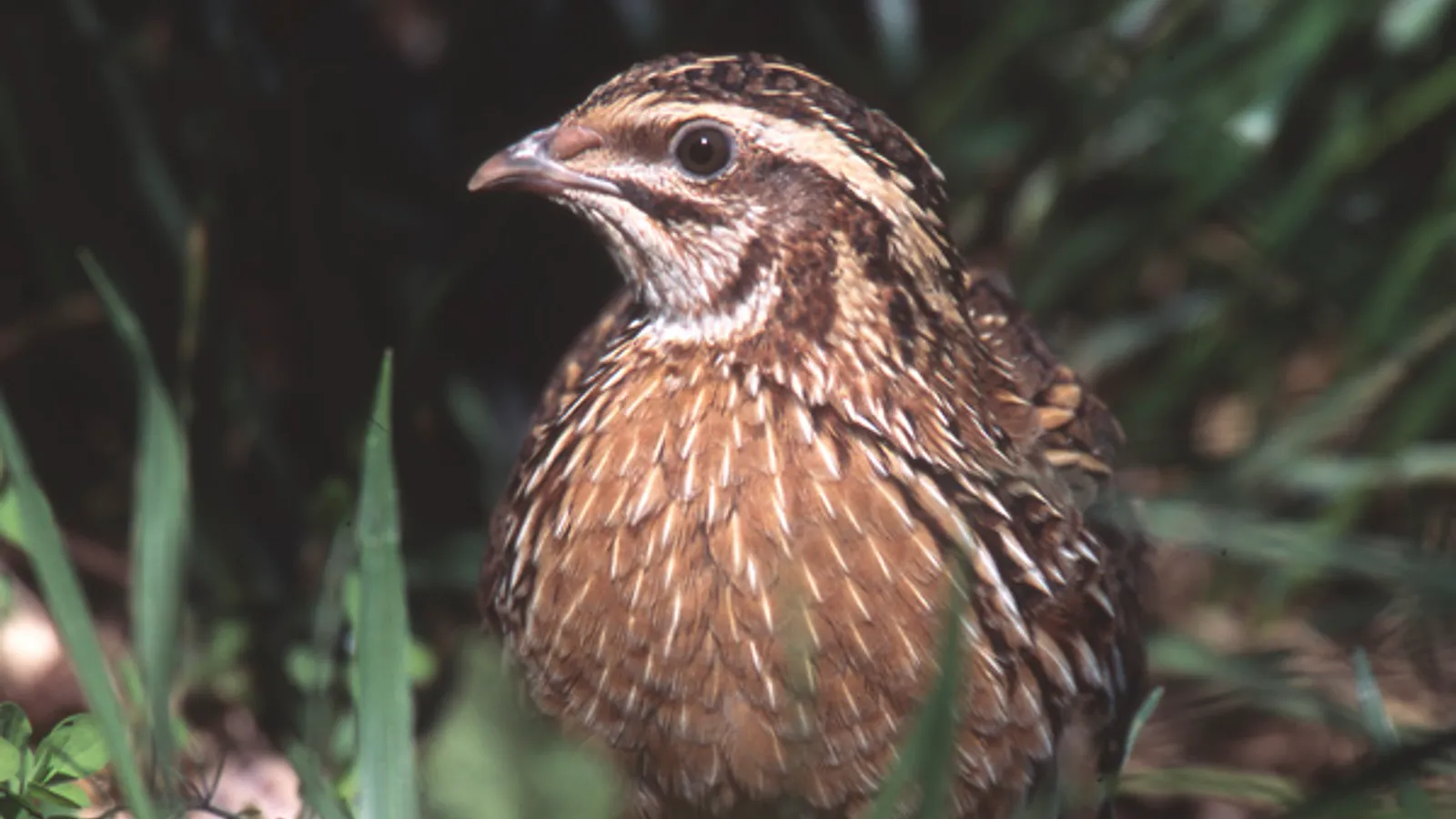 Common quail (Coturnix coturnix)