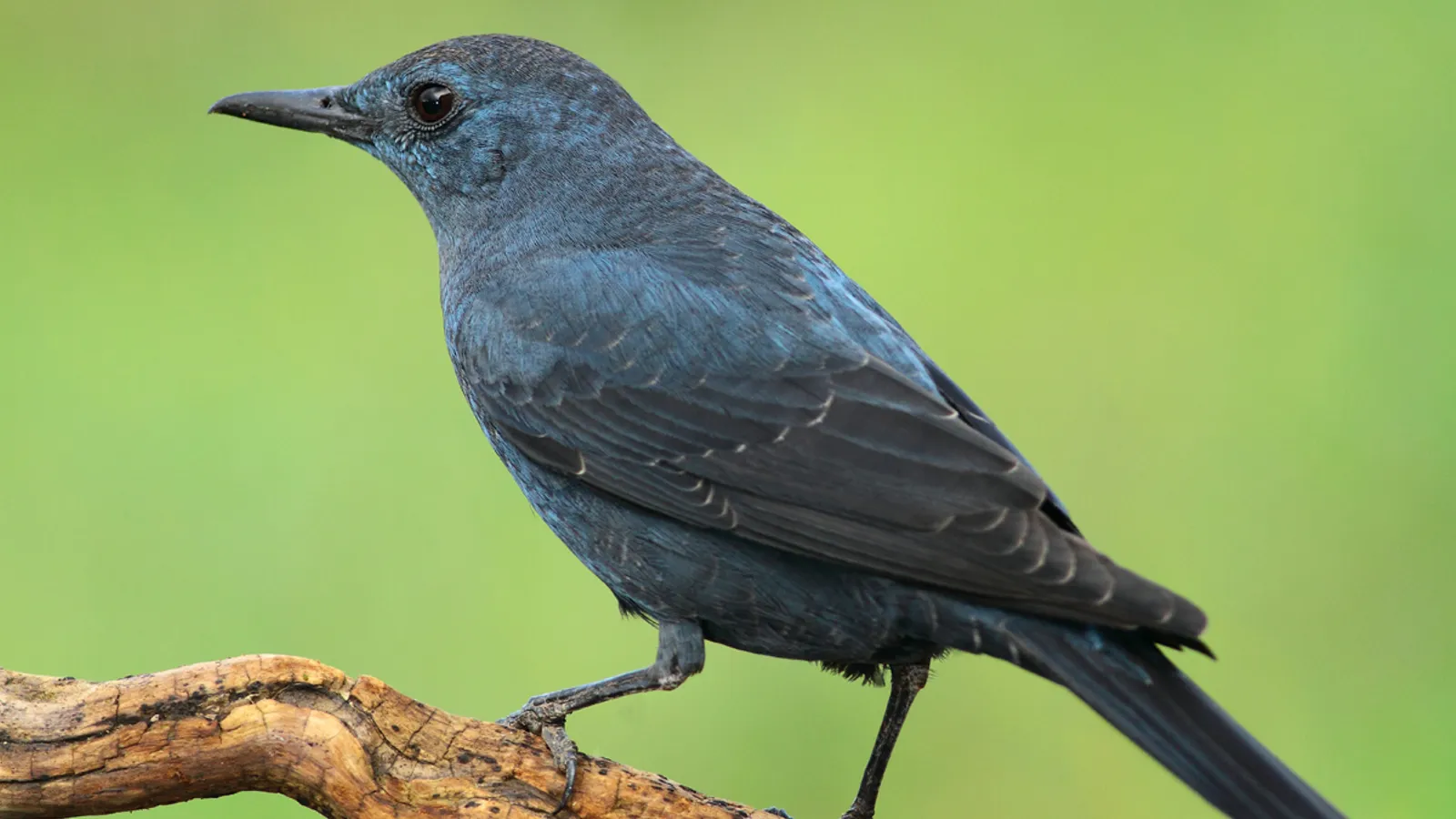Passero solitario (Monticola solitarius)