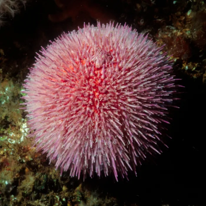Riccio di mare commestibile (Echinus esculentus)