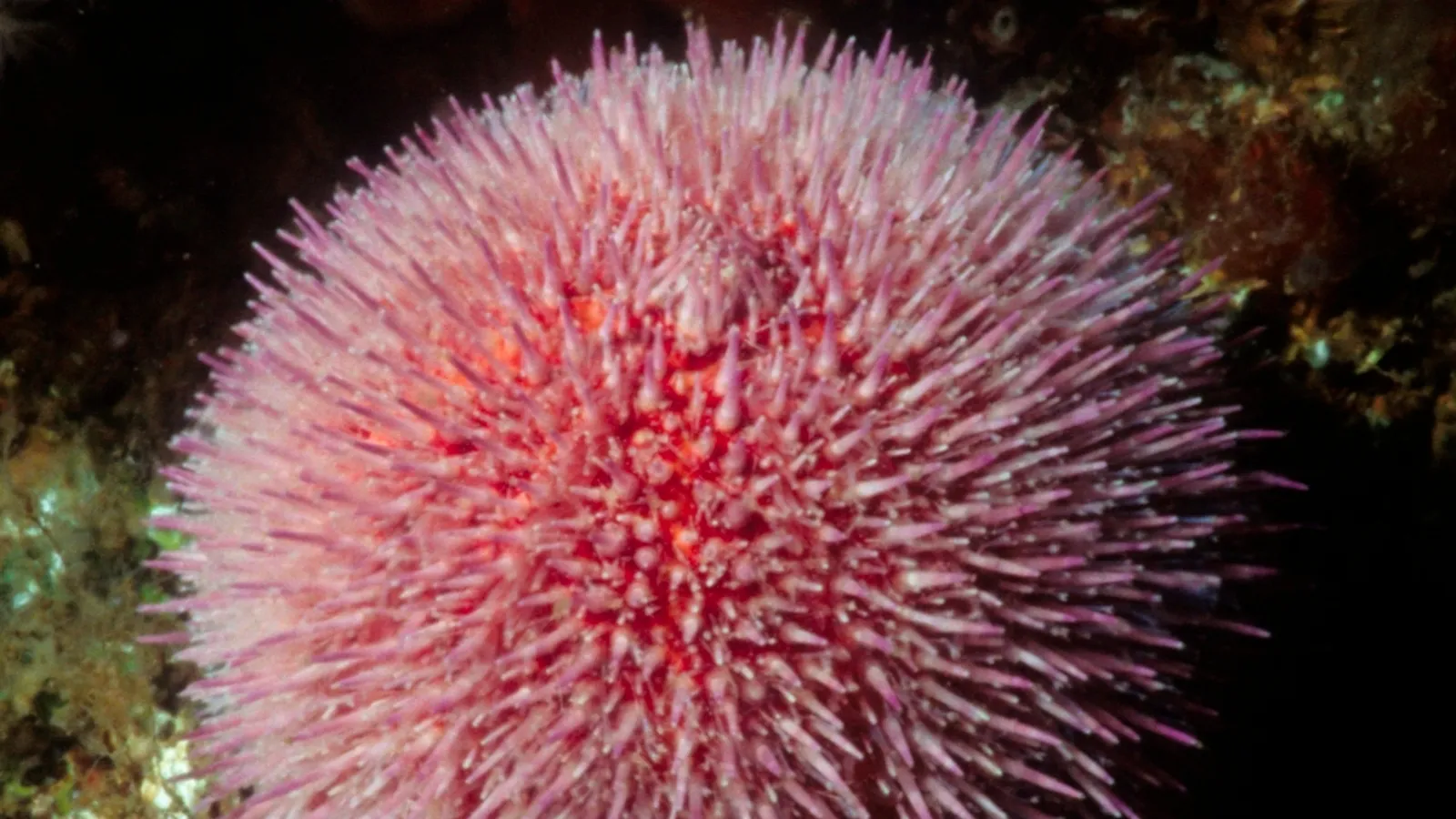 Riccio di mare commestibile (Echinus esculentus)