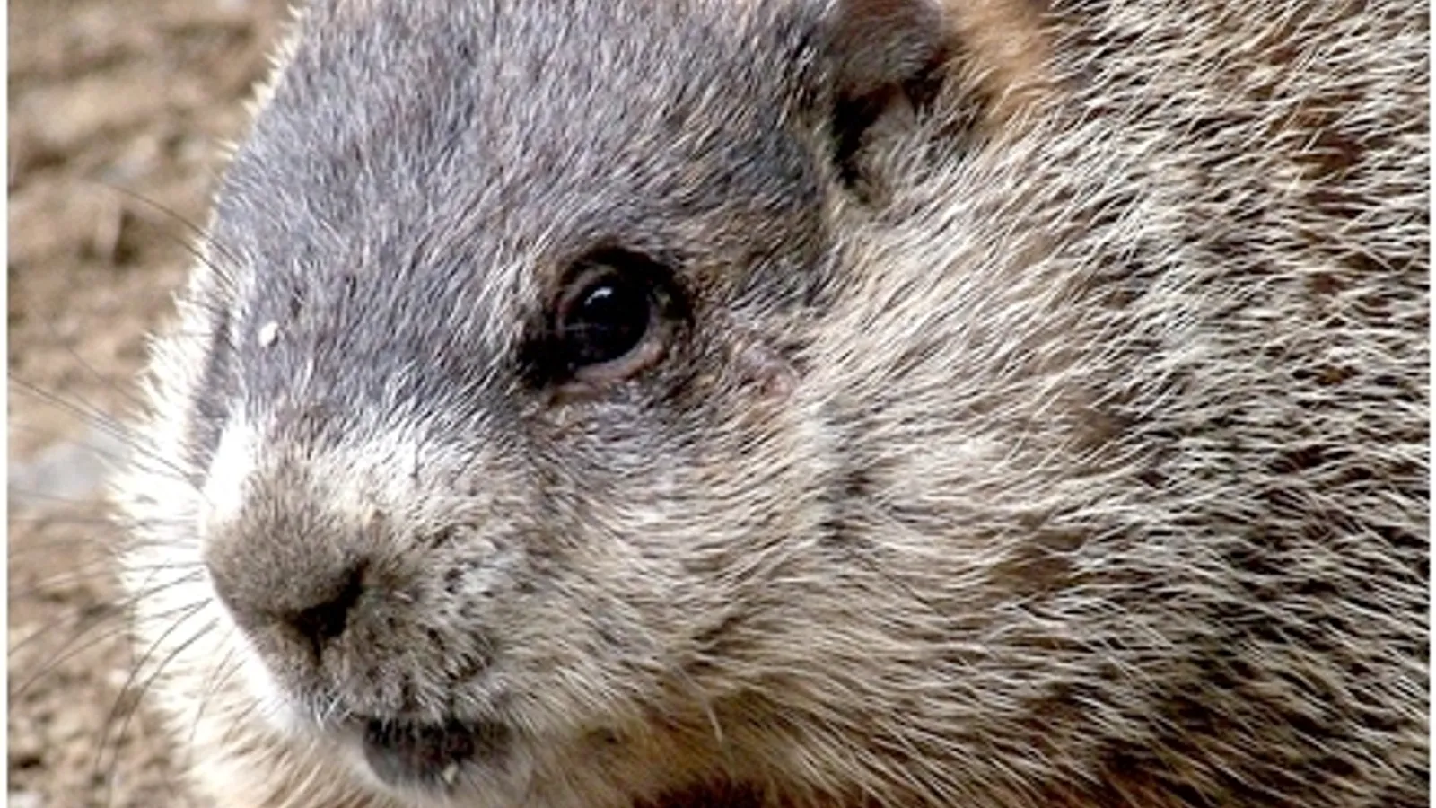 Groundhog (Marmota monax)