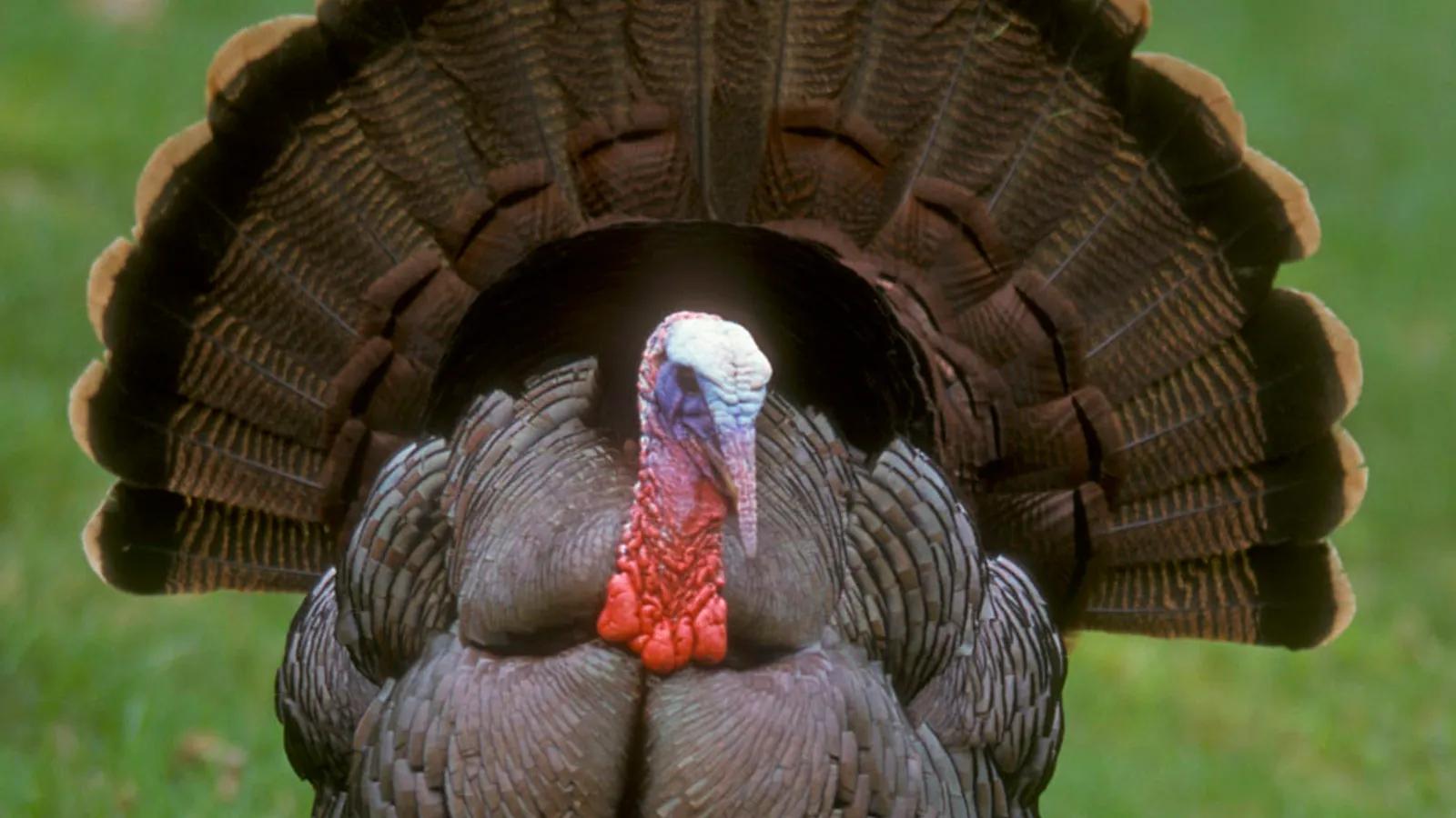 Wild turkey (Meleagris gallopavo)
