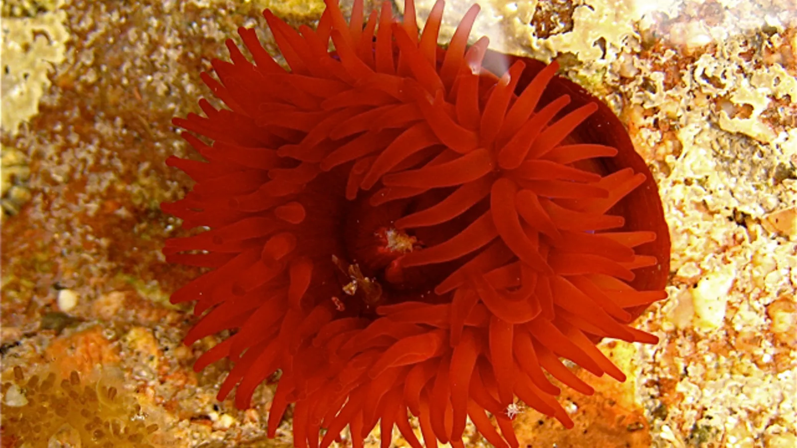 Pomodoro di mare (Actinia equina)