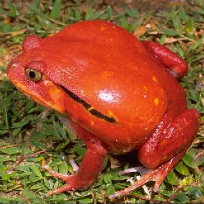 Rana pomodoro (Dyscophus antongilii)