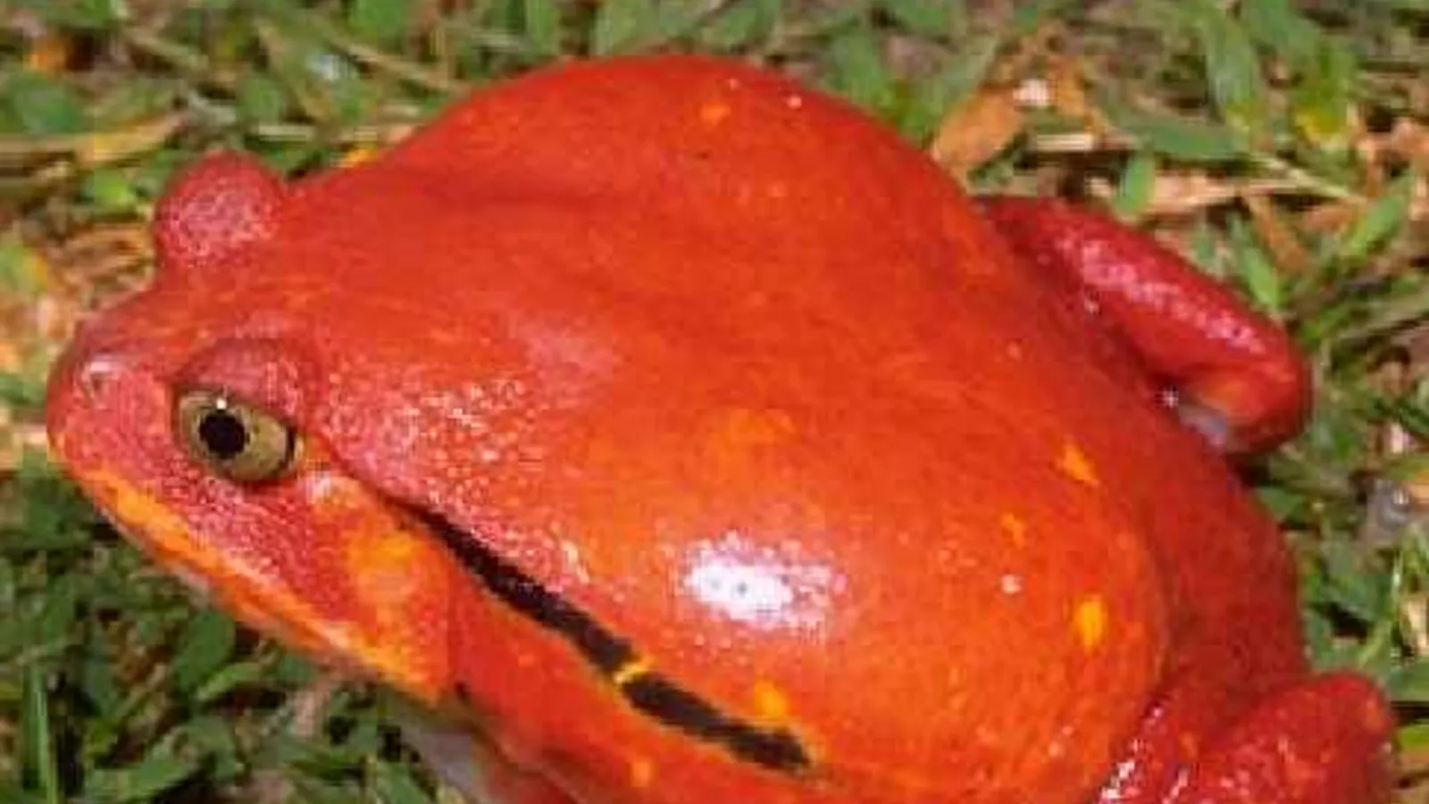 Rana pomodoro (Dyscophus antongilii)