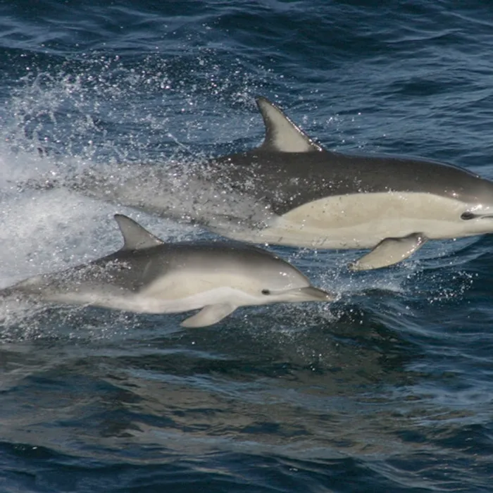 Delfino comune (Delphinus delphis)