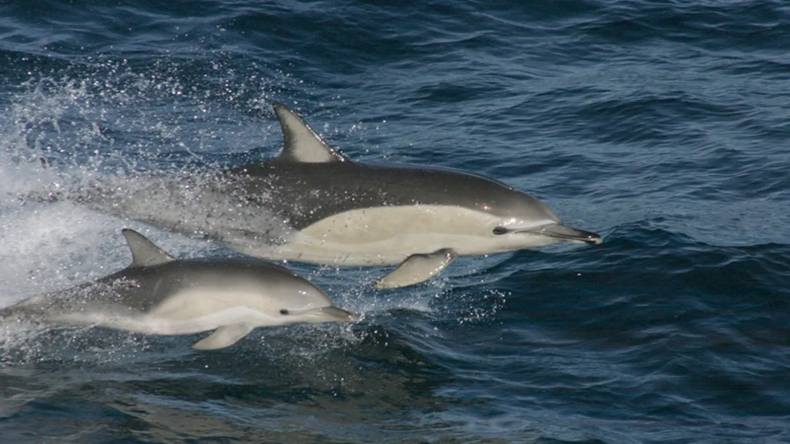 Delfino comune (Delphinus delphis)