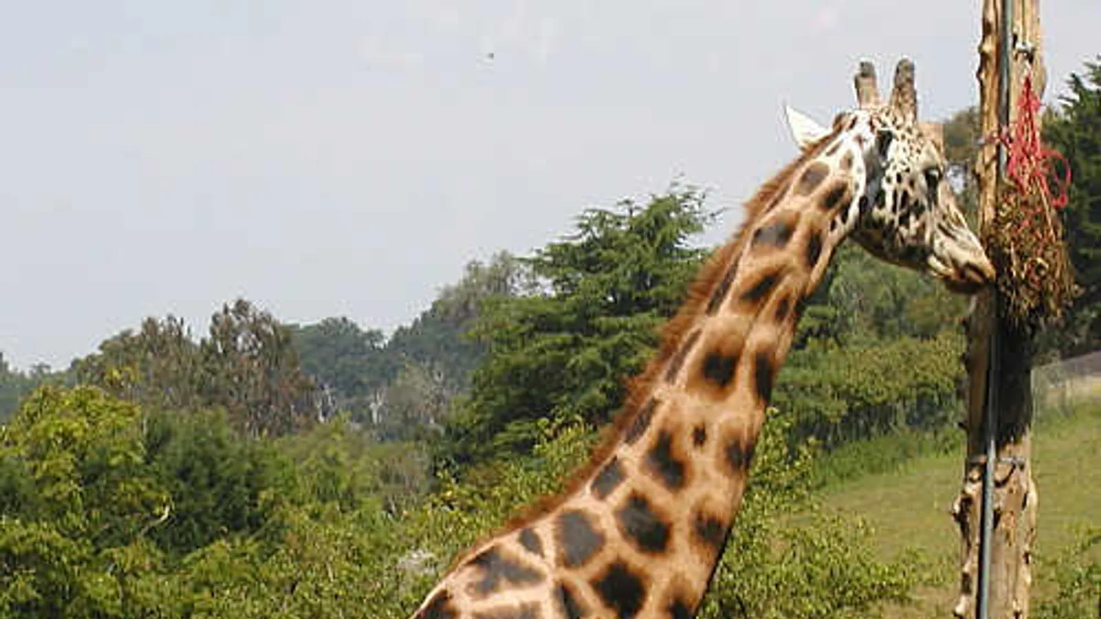 Northern giraffe (Giraffa camelopardalis)