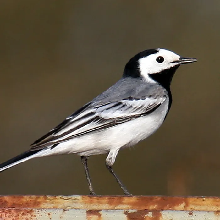 Ballerina bianca (Motacilla alba)