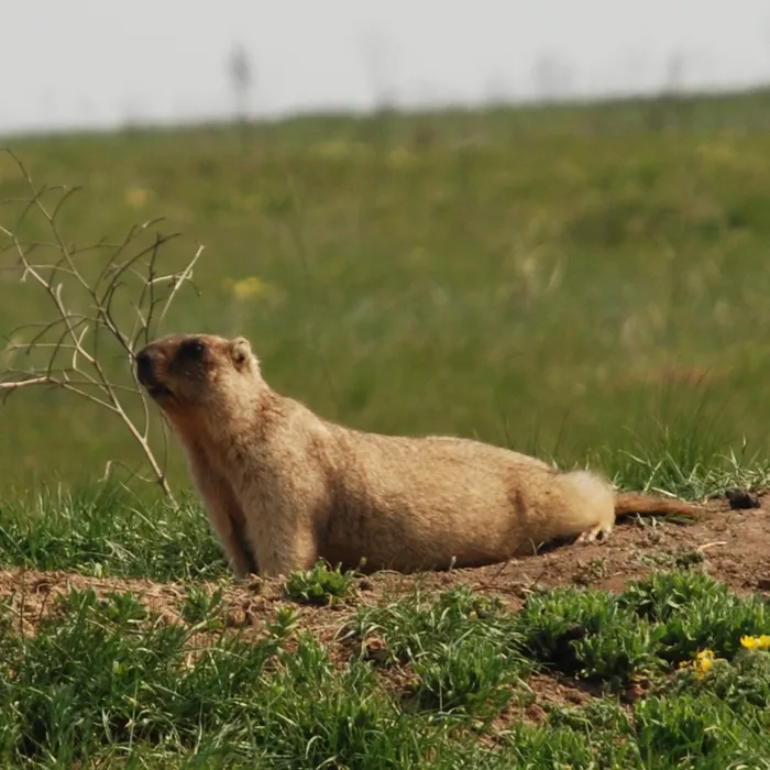 Bobak marmot (Marmota bobak)