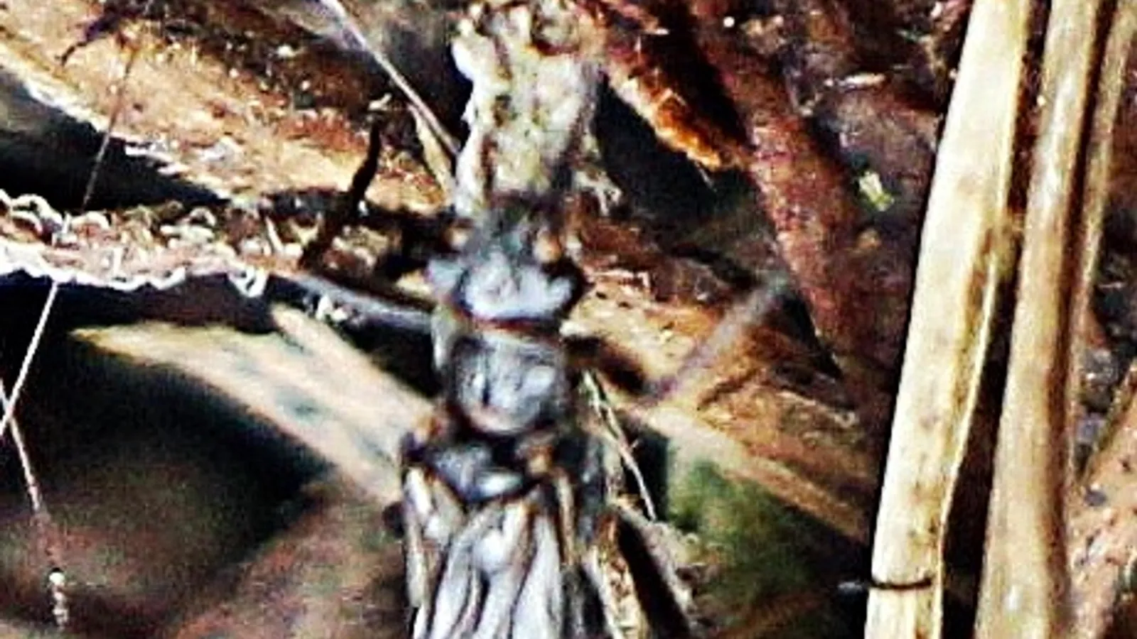 Perla marginata (Perla marginata)
