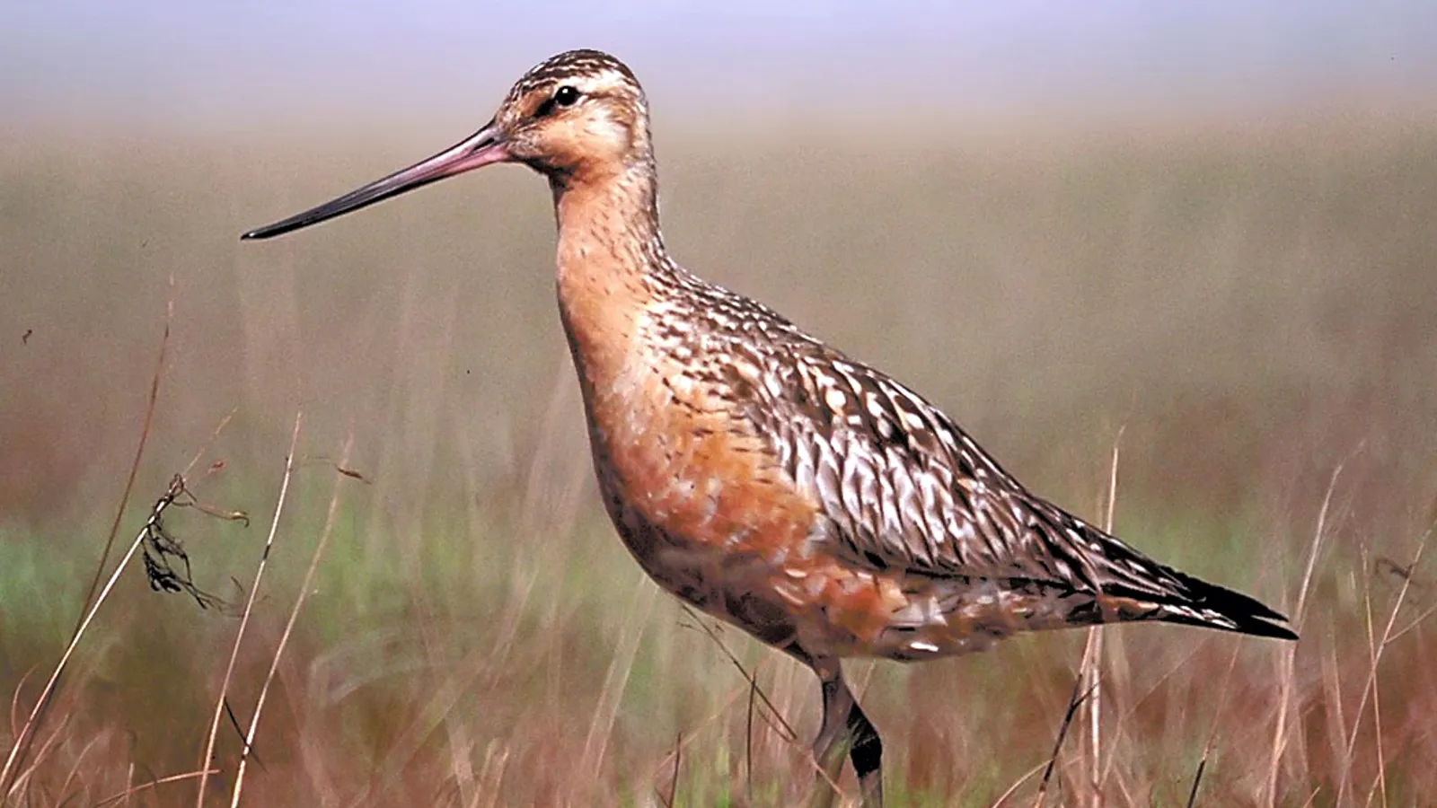 Pittima minore (Limosa lapponica)
