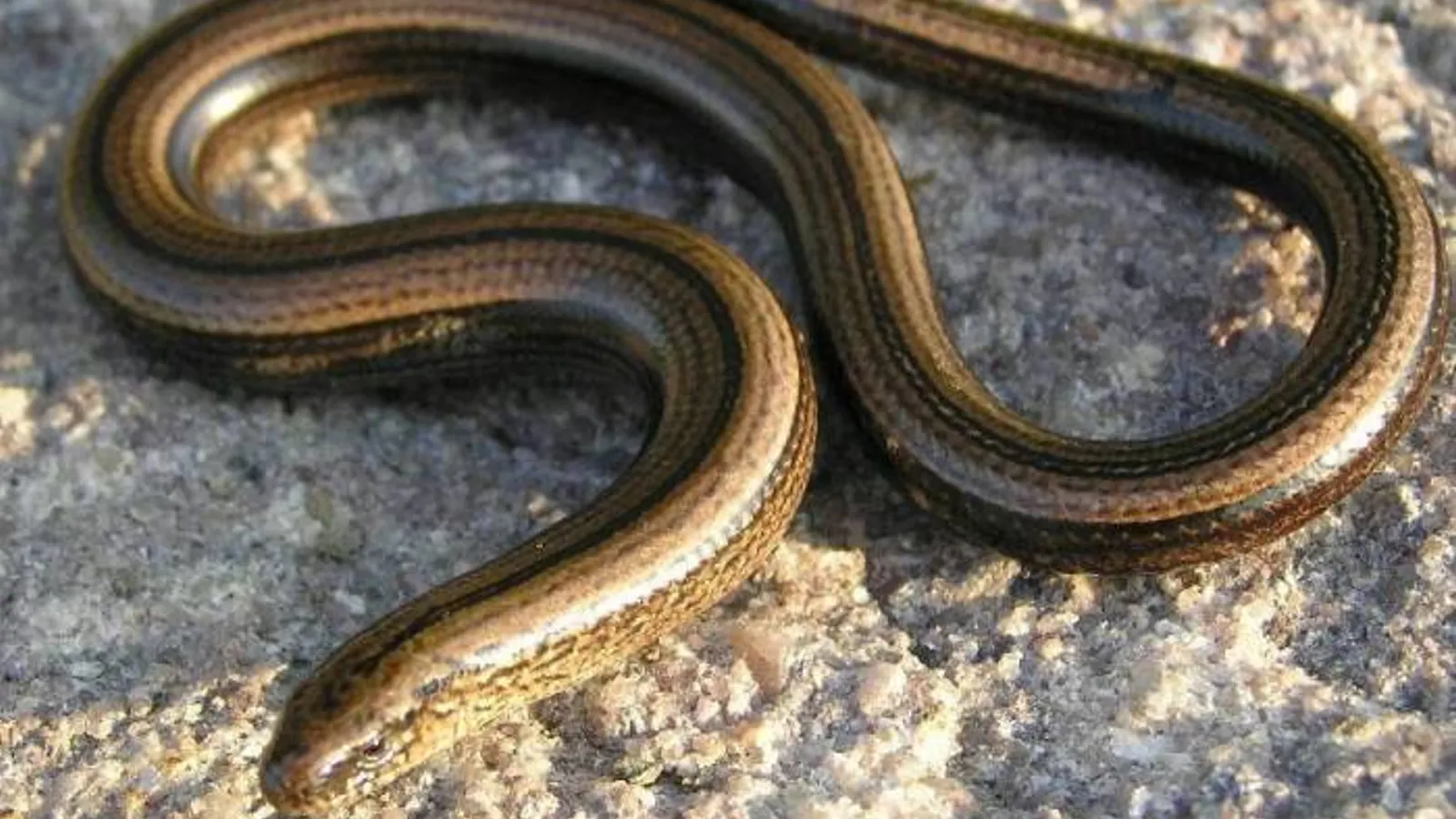 Common slow worm (Anguis fragilis)