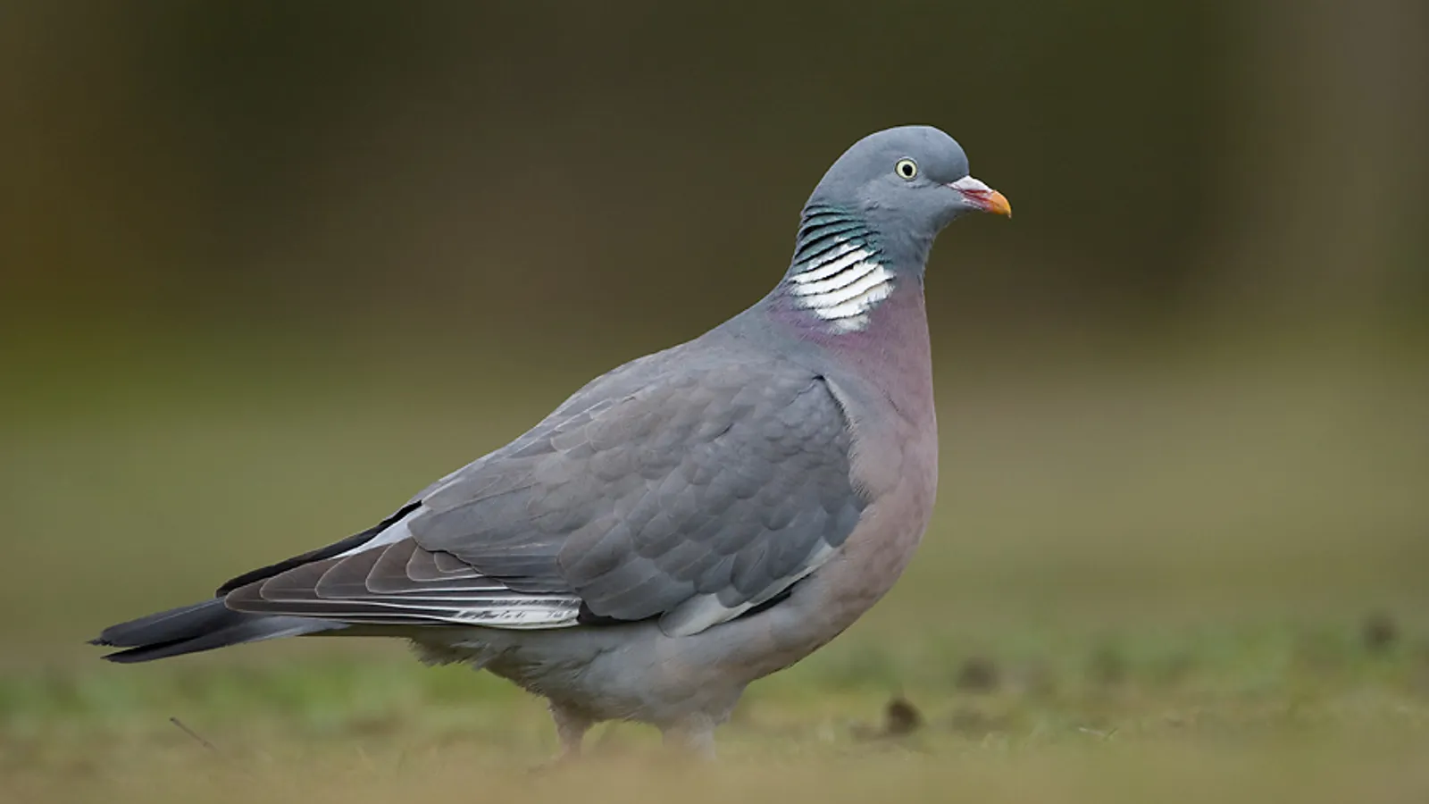Colombaccio (Columba palumbus)