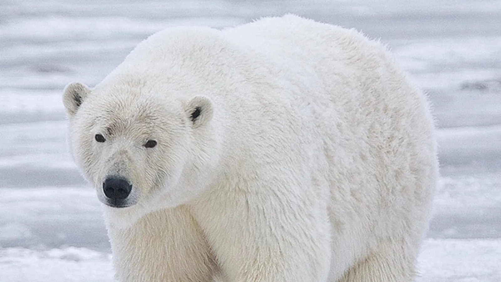 Orso polare (Ursus maritimus)