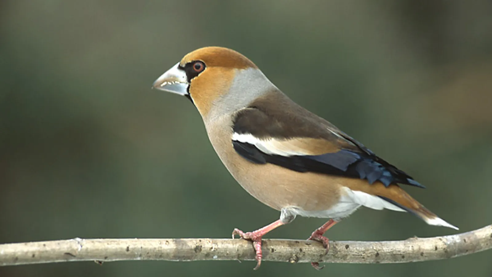 Frosone (Coccothraustes coccothraustes)