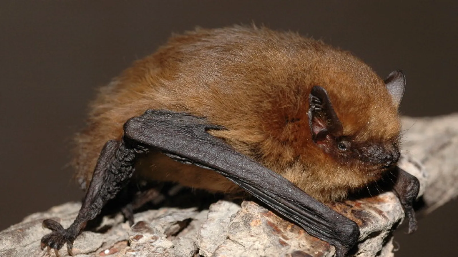 Soprano pipistrelle (Pipistrellus pygmaeus)