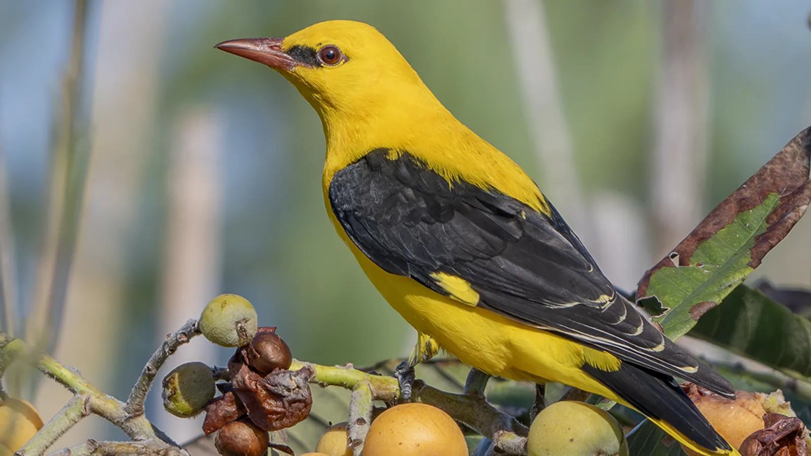 Rigogolo (Oriolus oriolus)