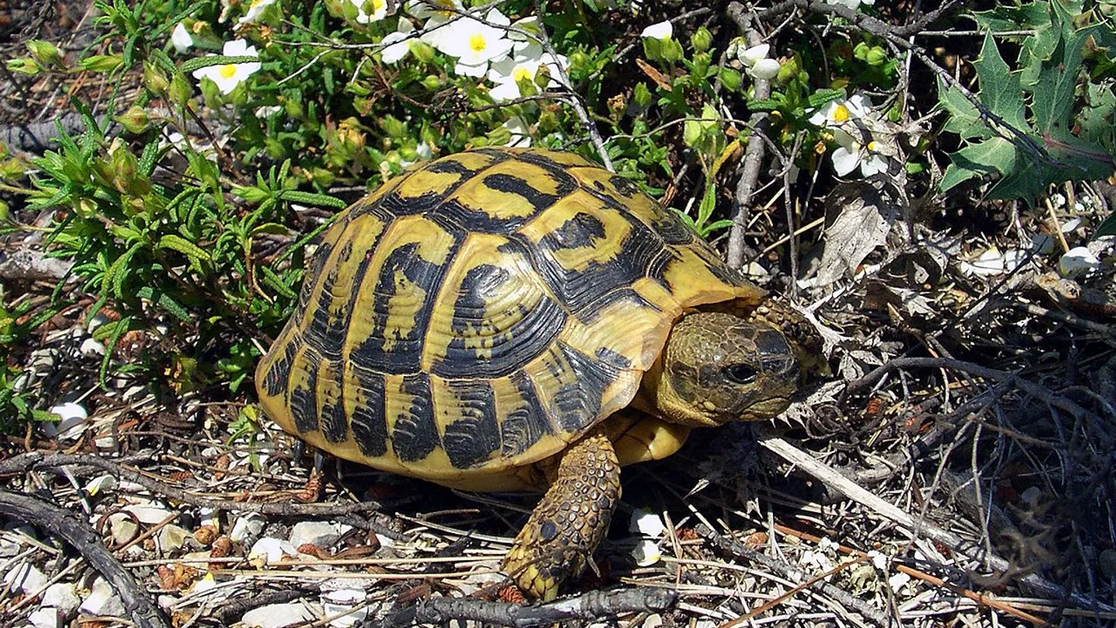 Testuggine di Hermann (Testudo hermanni)