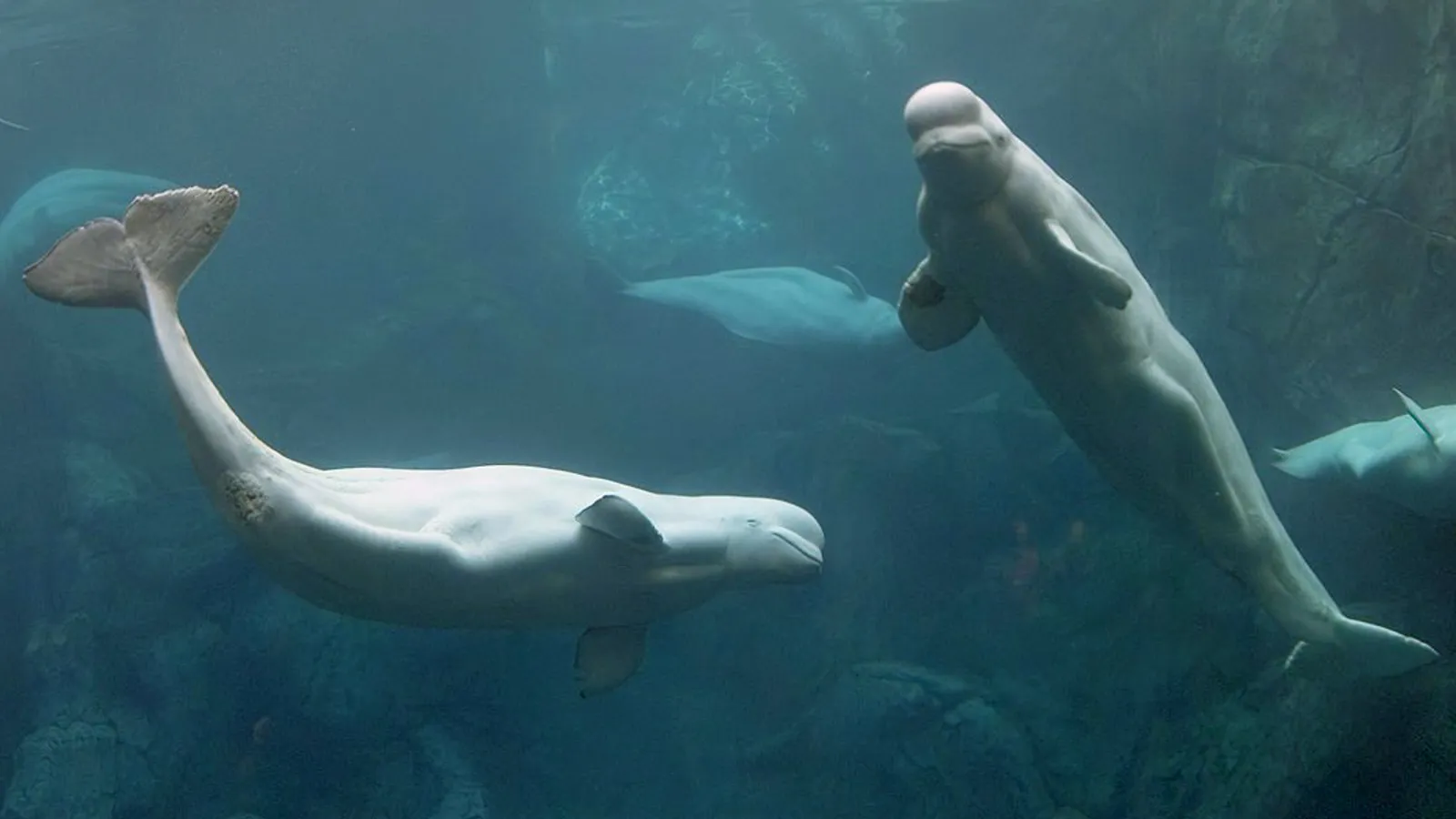 Beluga (Delphinapterus leucas)