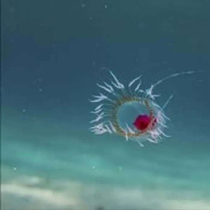 Medusa immortale (Turritopsis dohrnii)
