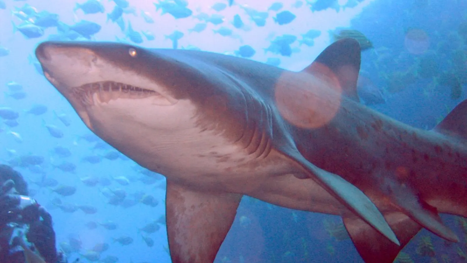 Squalo toro (Carcharias taurus)