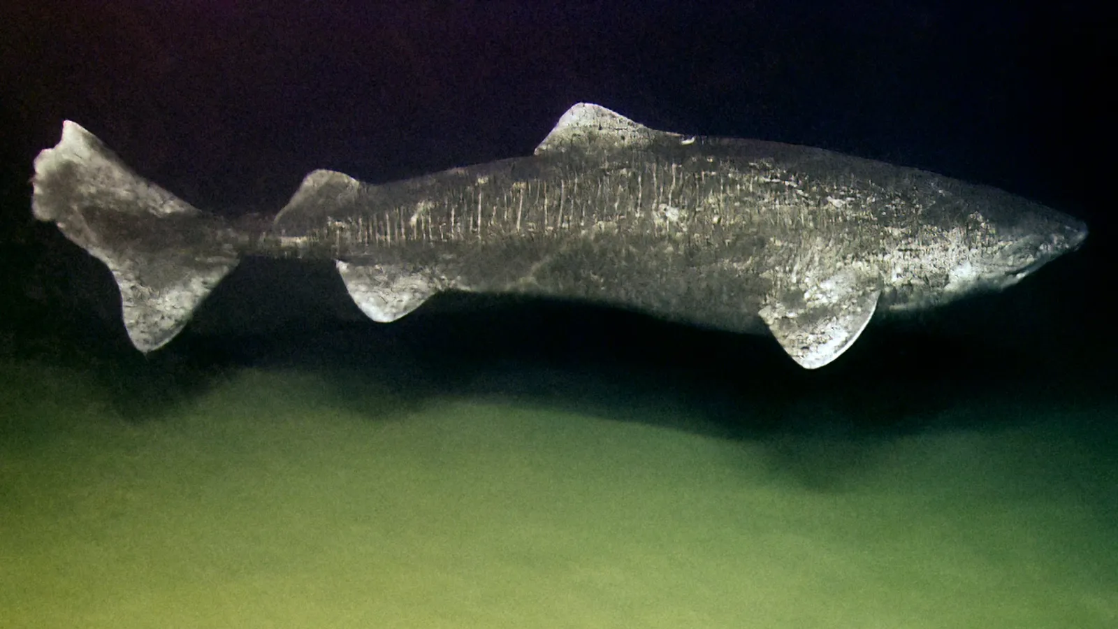 Squalo della Groenlandia (Somniosus microcephalus)