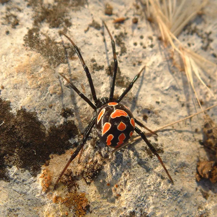 Vedova nera mediterranea (Latrodectus tredecimguttatus)