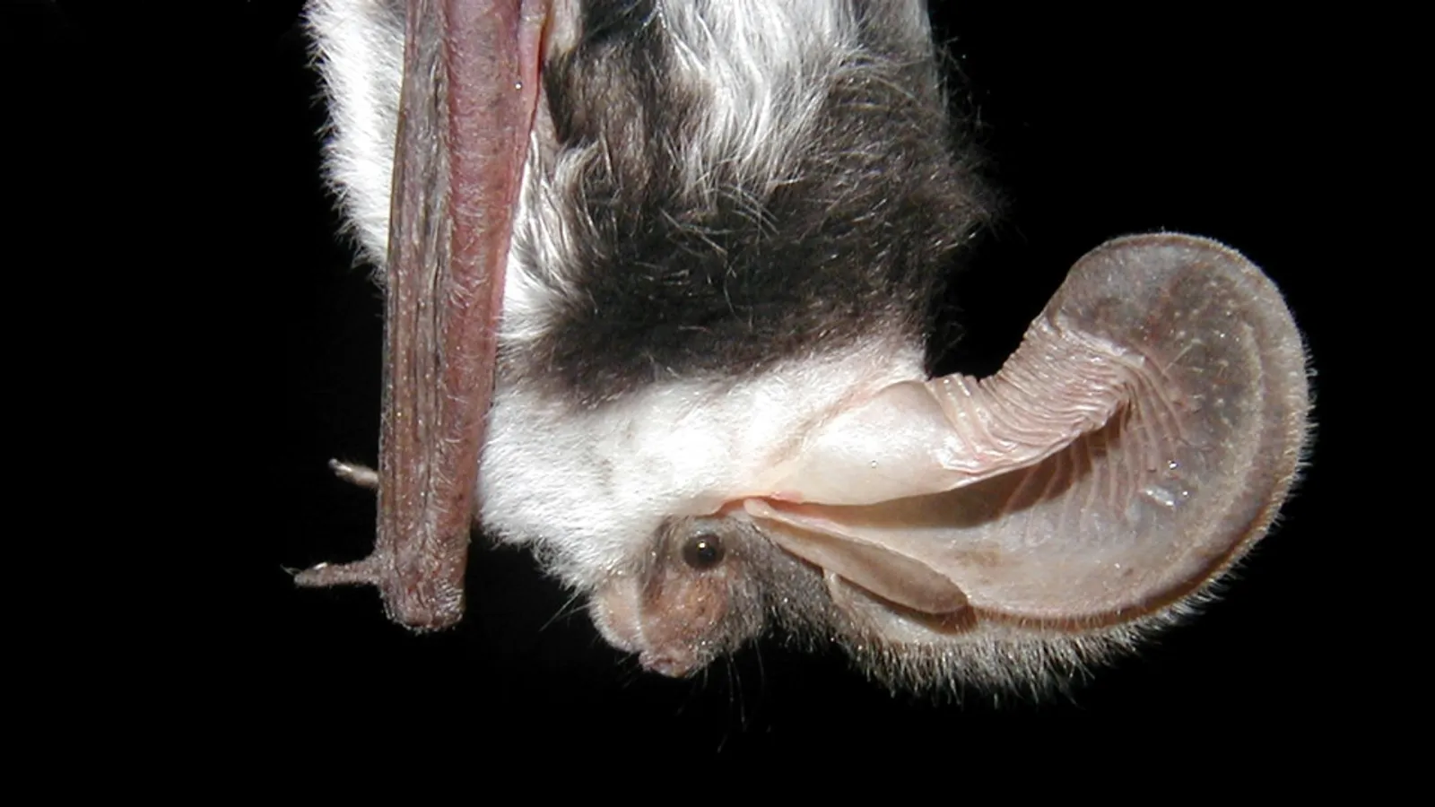 Pipistrello maculato (Euderma maculatum)