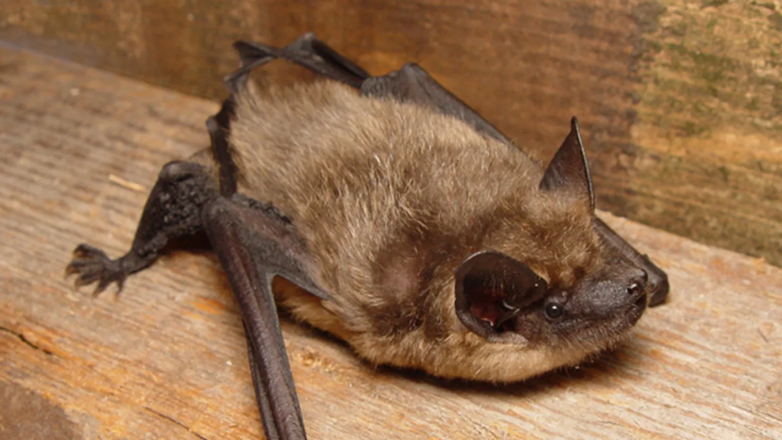 Pipistrello serotino comune (Eptesicus serotinus)