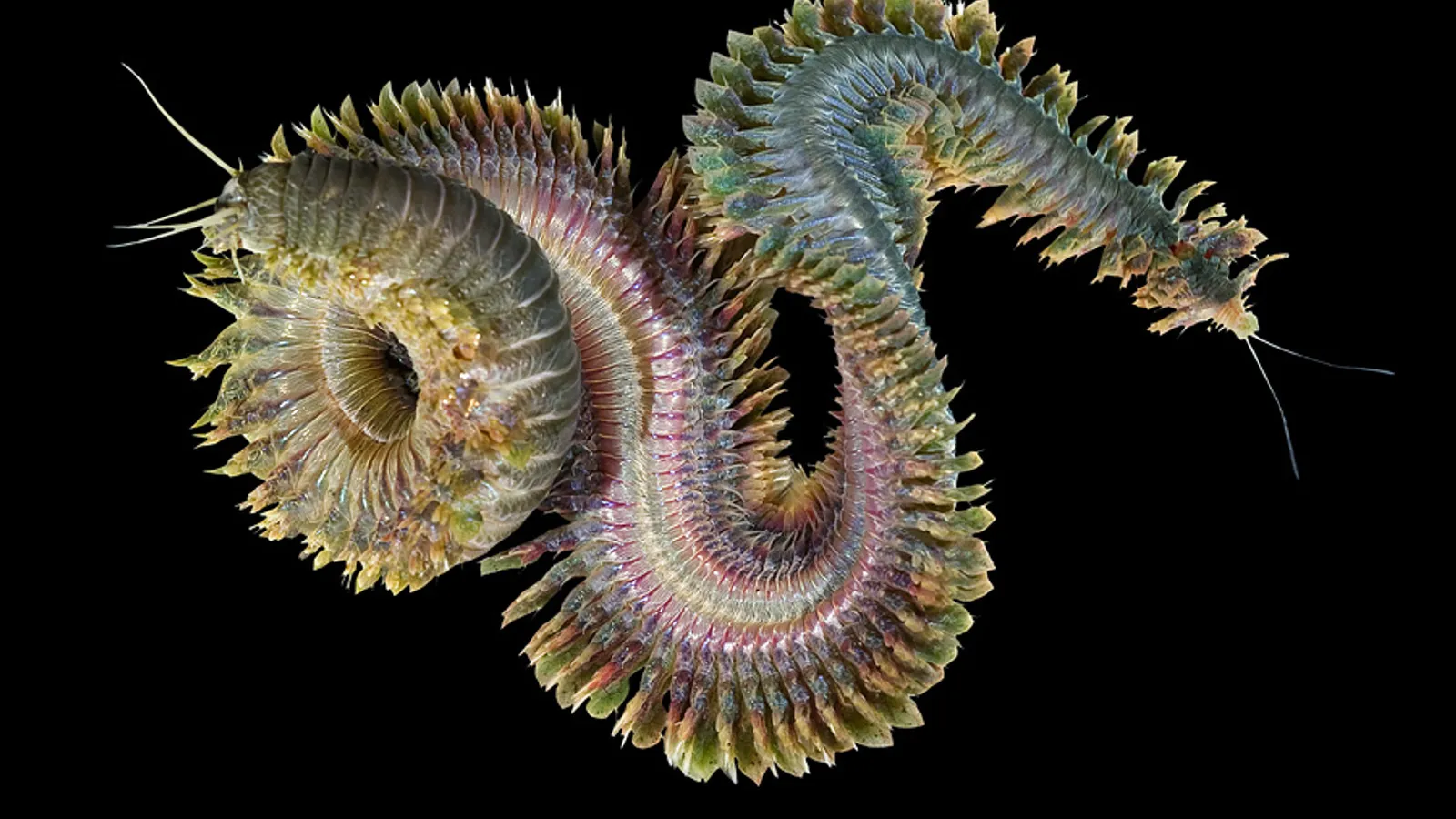 Nereide (Alitta virens)
