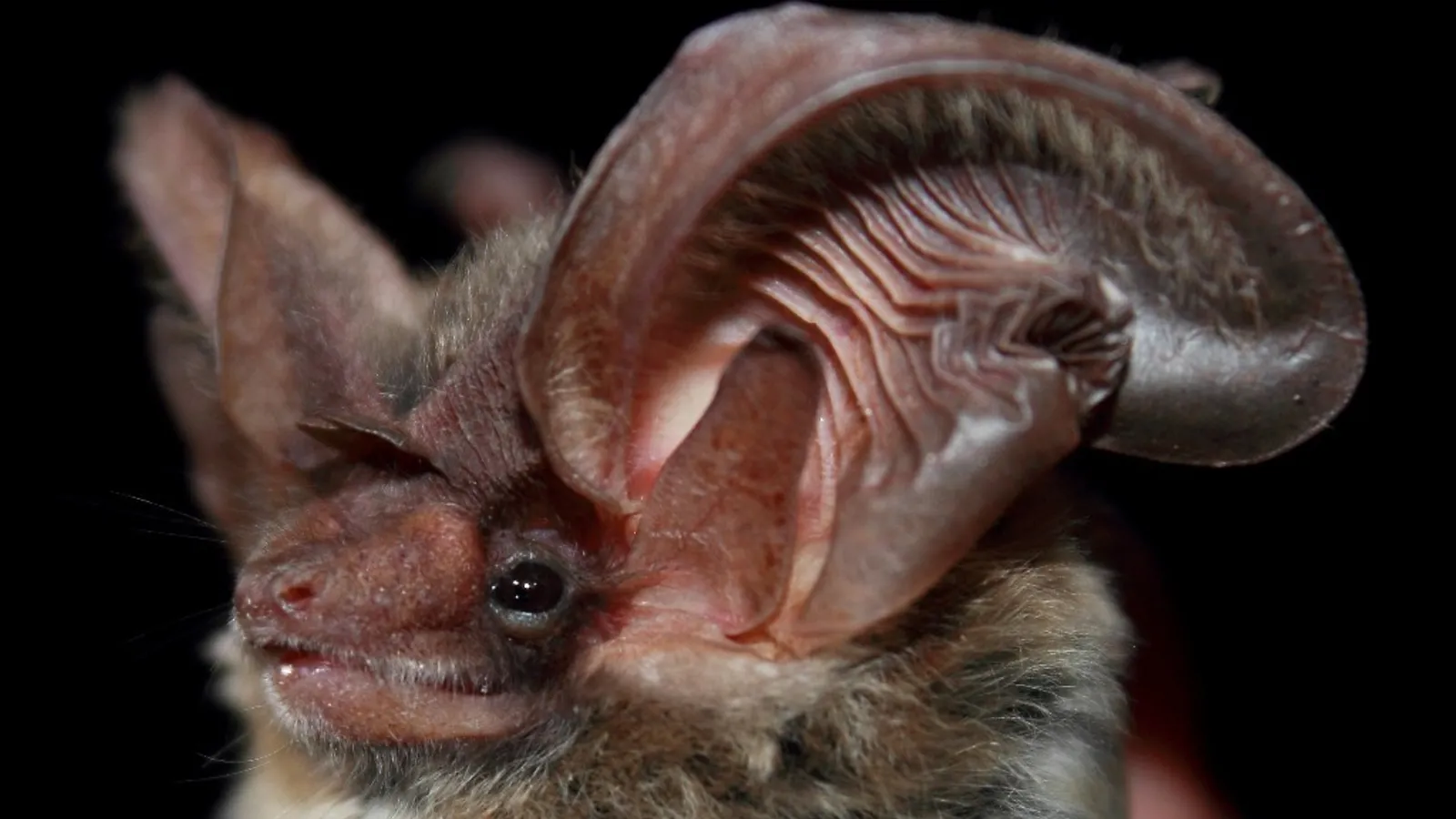 Allen's big-eared bat (Idionycteris phyllotis)