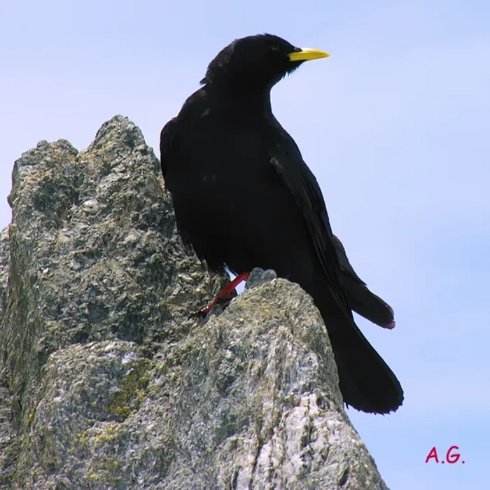 Alpine chough (Pyrrhocorax graculus)
