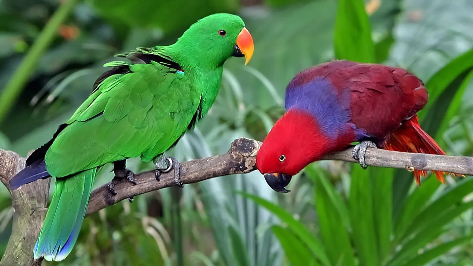 Moluccan eclectus (Eclectus roratus)