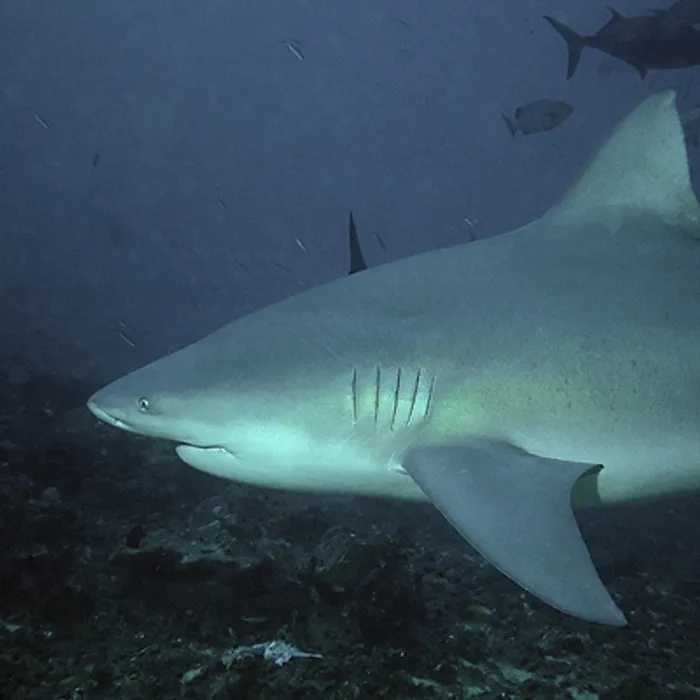 Bull shark (Carcharhinus leucas)