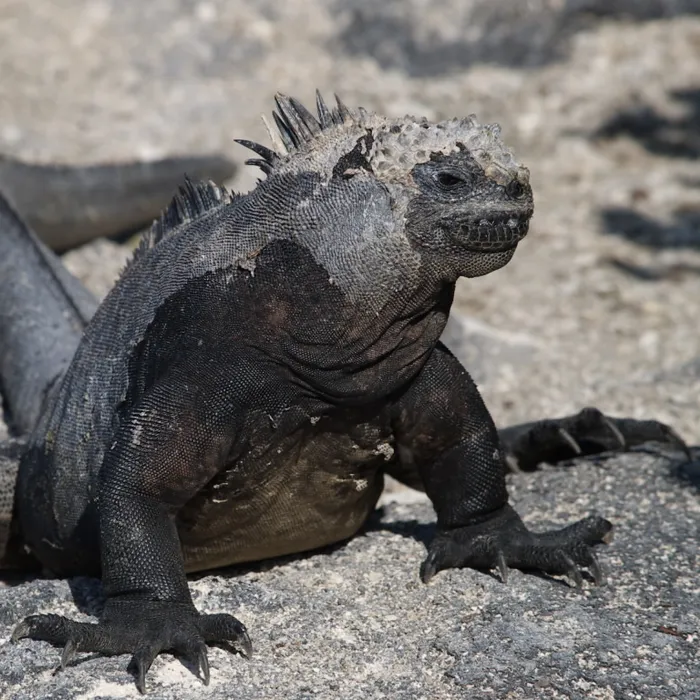Iguana marina (Amblyrhynchus cristatus)