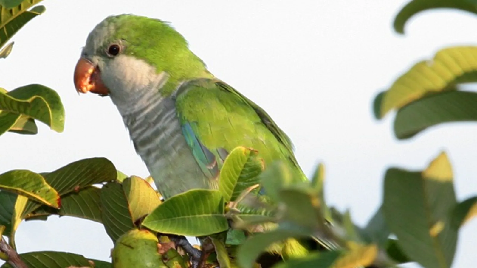 Parrocchetto monaco (Myiopsitta monachus)