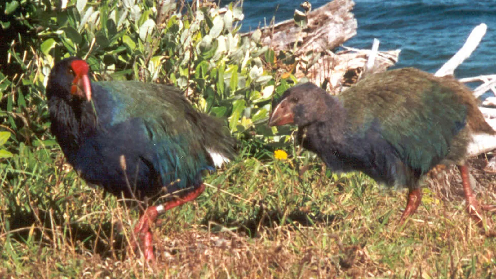 Takahē (Porphyrio hochstetteri)